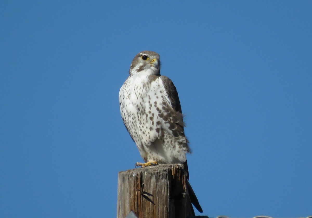 Prairie Falcon - Jarrod  Swackhamer