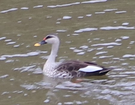 Indian Spot-billed Duck - ML239048131