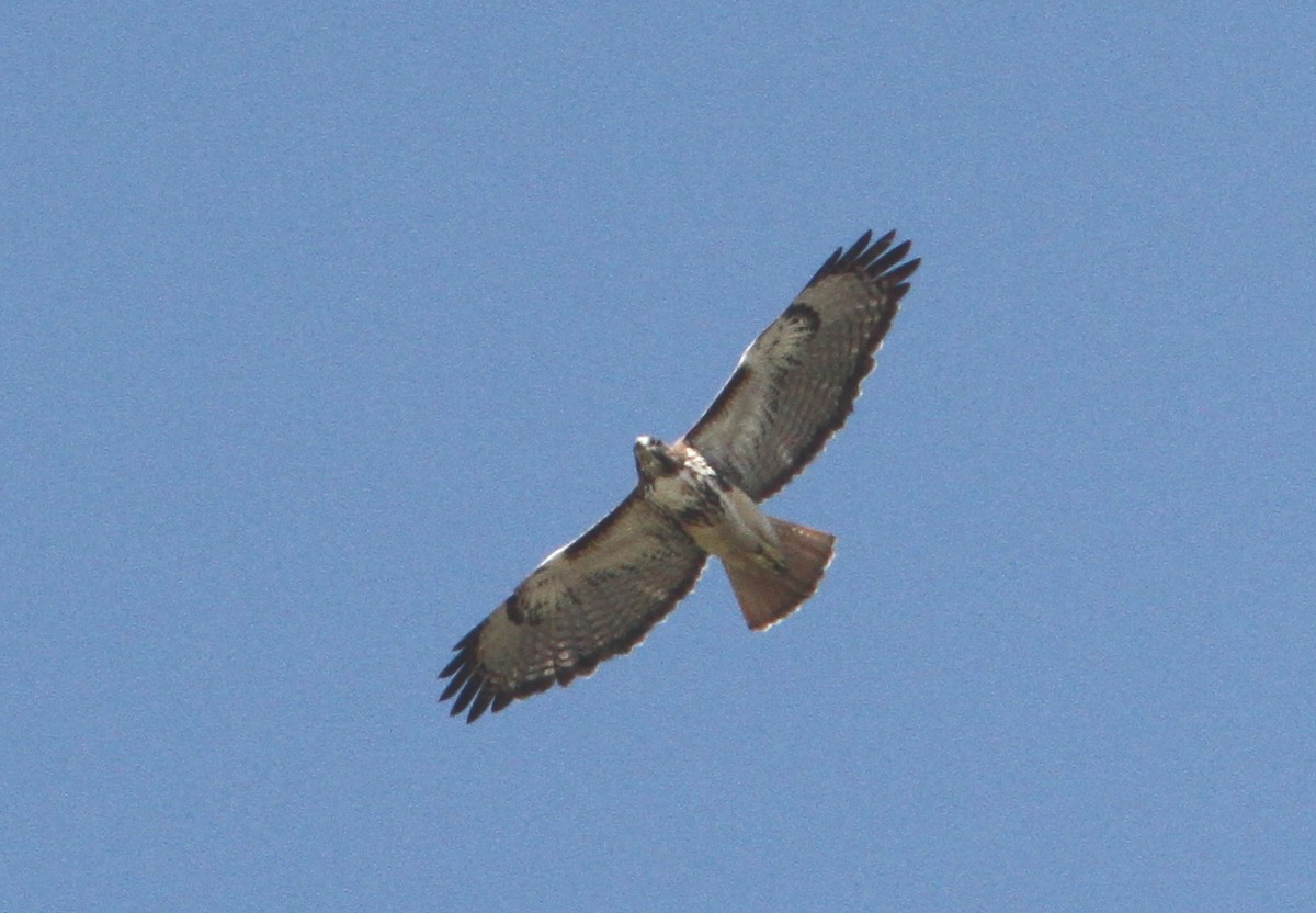 Red-tailed Hawk - mitchell HARRIS