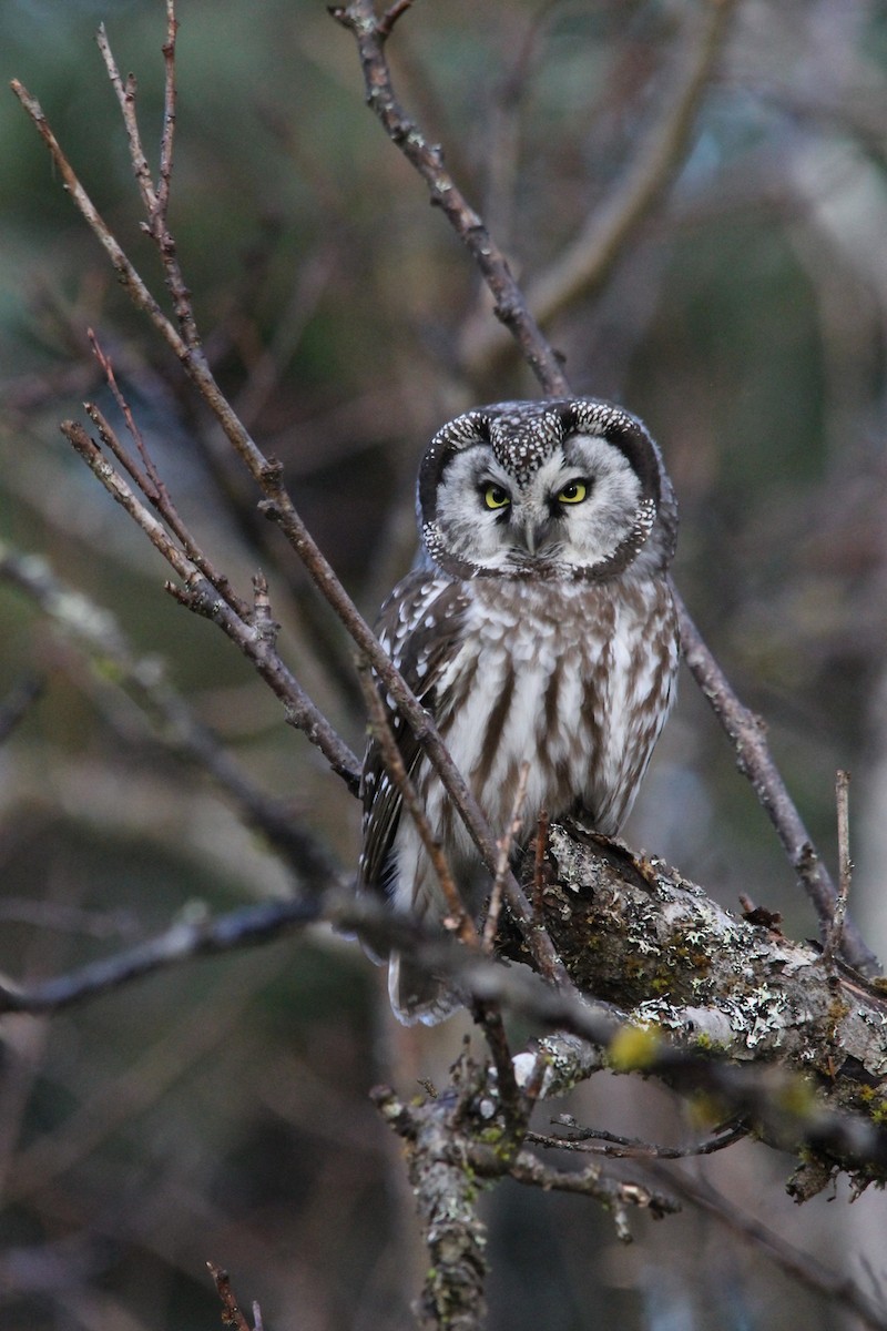 Boreal Owl - Historical Glacier Bay Data