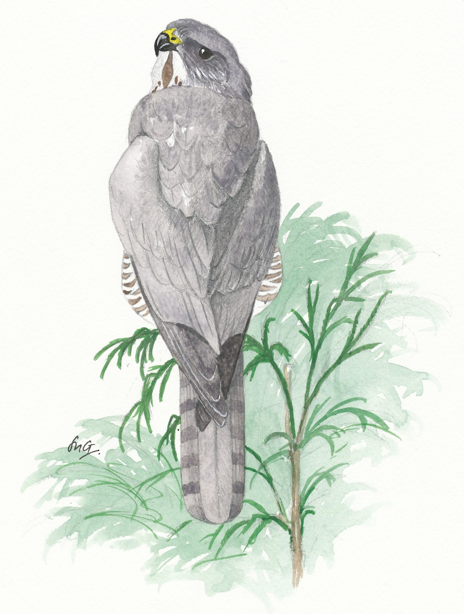 Levant Sparrowhawk - Su Delve
