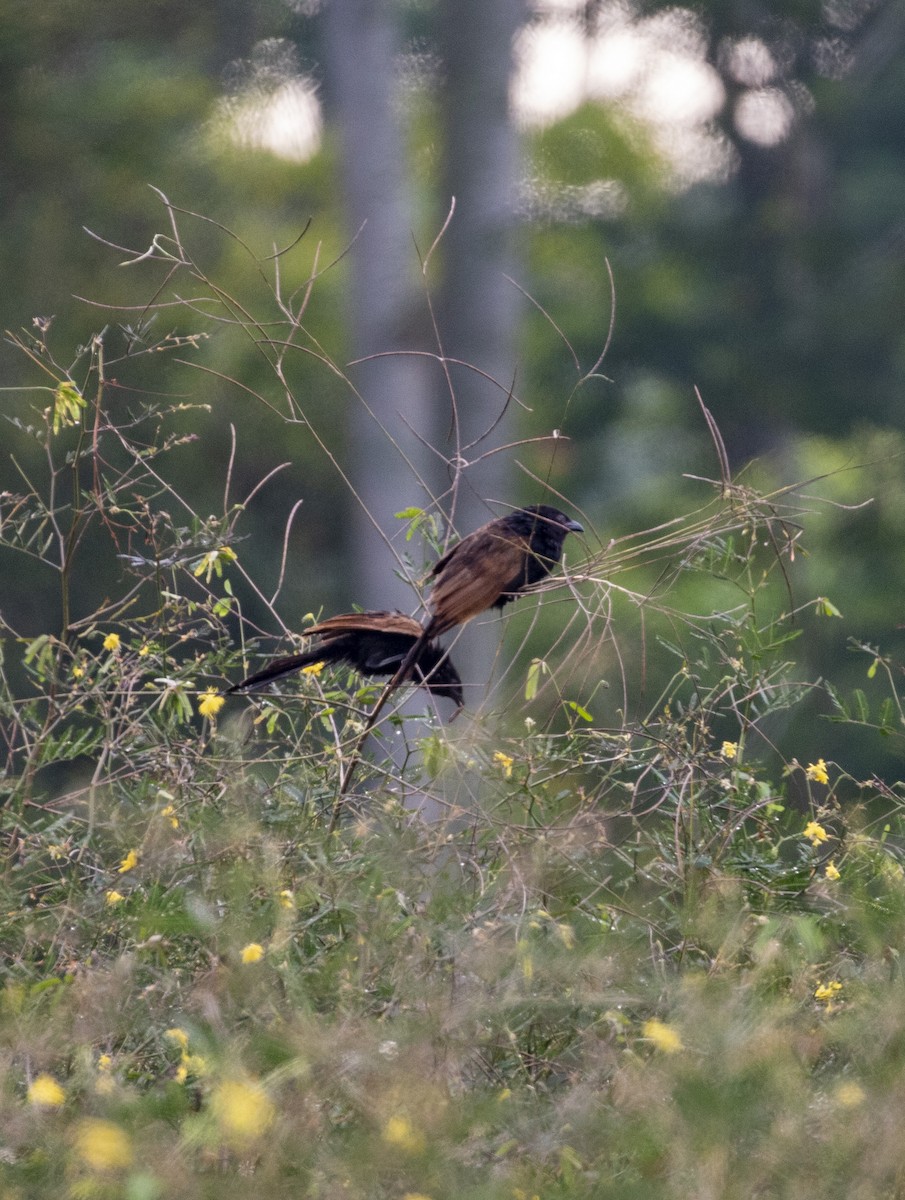 Greater Coucal - ML239051741