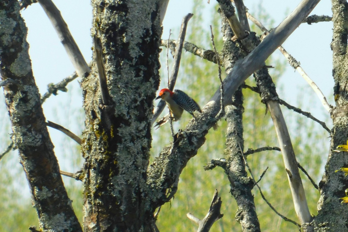 Red-bellied Woodpecker - Karine Cloutier