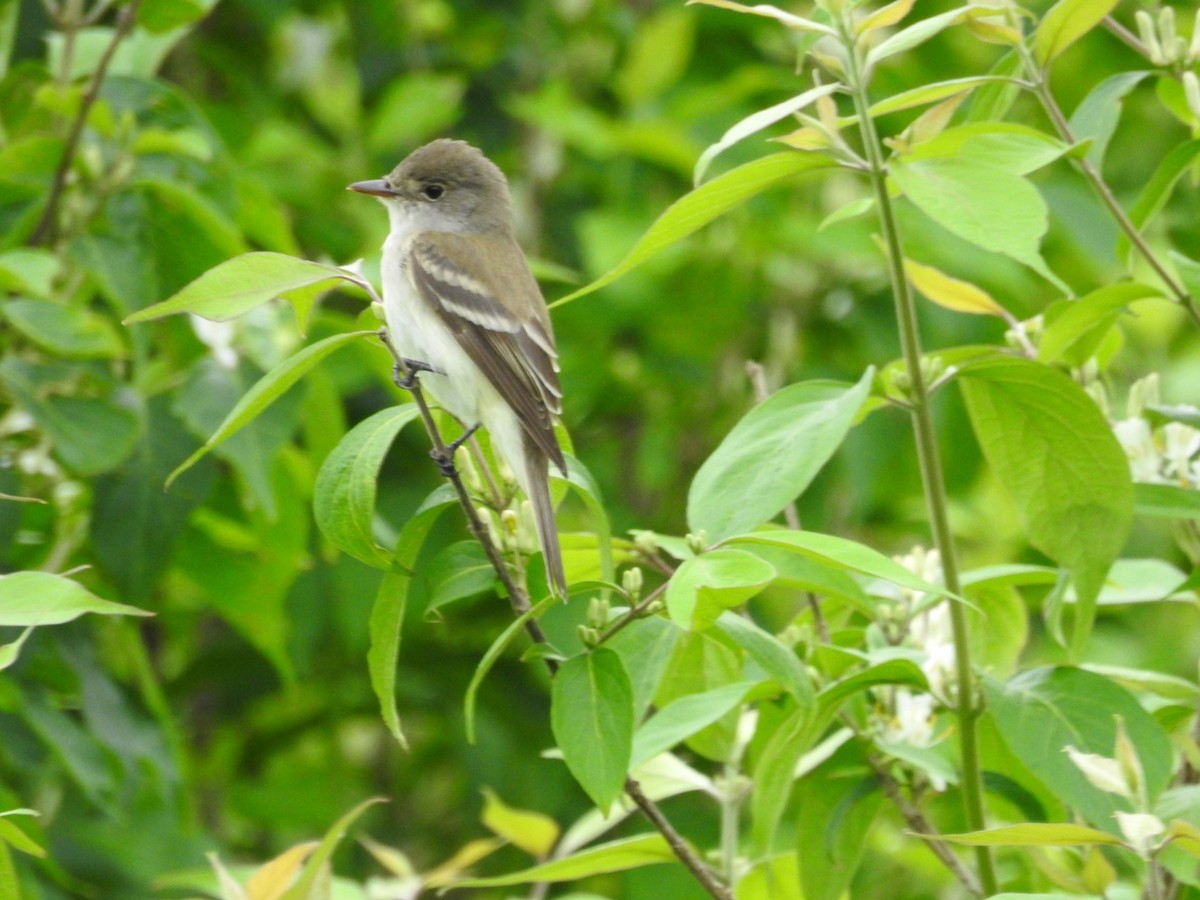 Willow Flycatcher - Alan Knowles