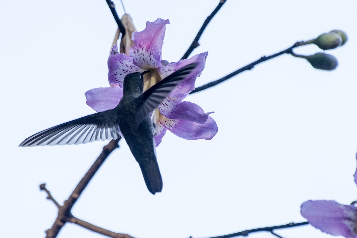 Sombre Hummingbird - ML239056771
