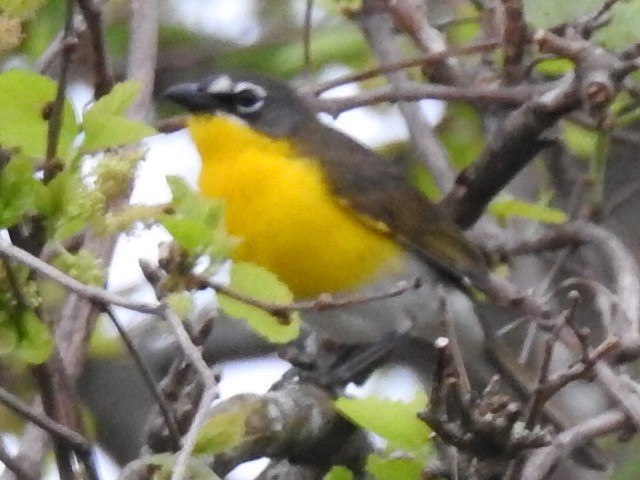 Yellow-breasted Chat - ML239056971