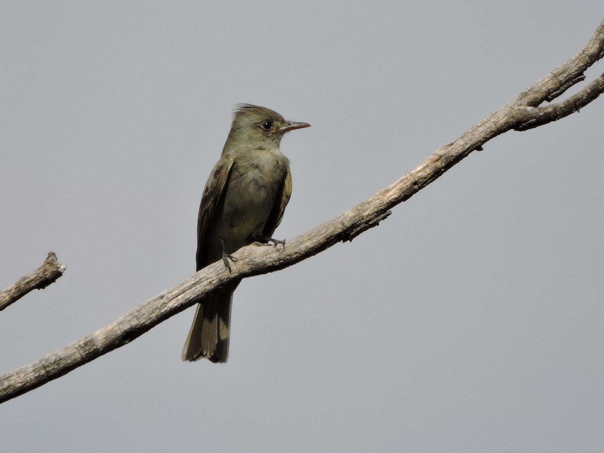 Greater Pewee - ML23905721