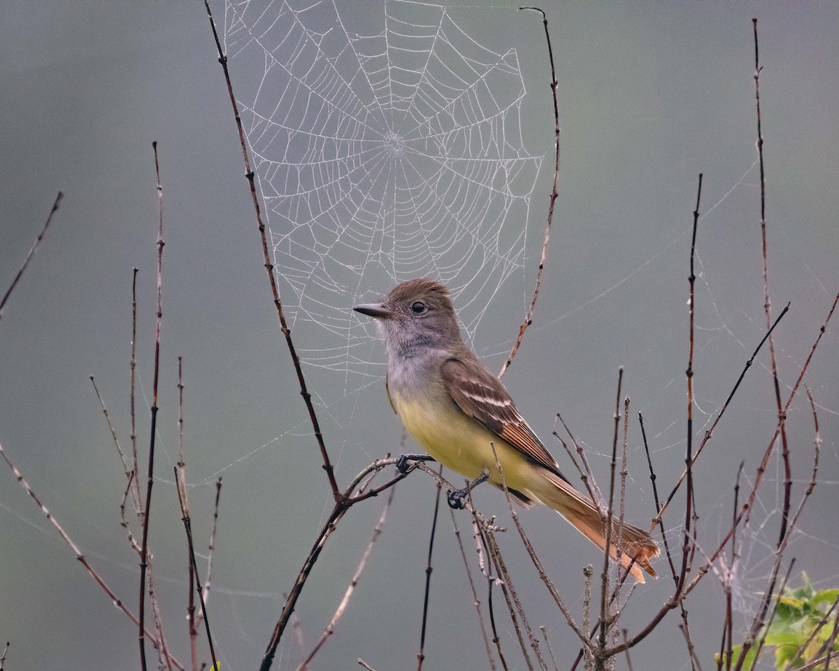 Great Crested Flycatcher - Keith Kennedy