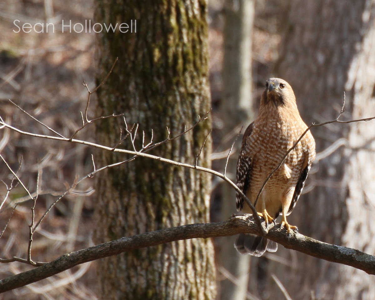 Red-shouldered Hawk - Sean Hollowell