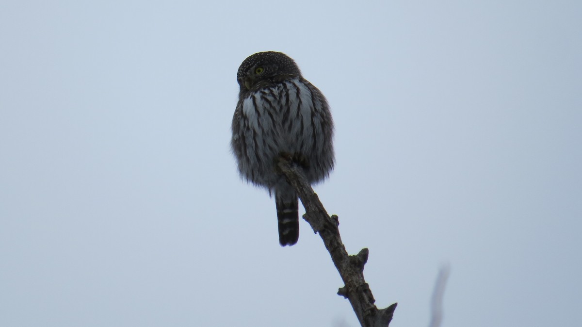 Northern Pygmy-Owl - ML23906621