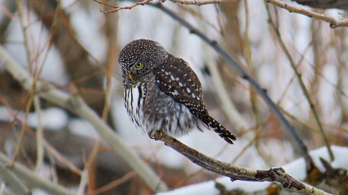 Northern Pygmy-Owl - Mike Hearell