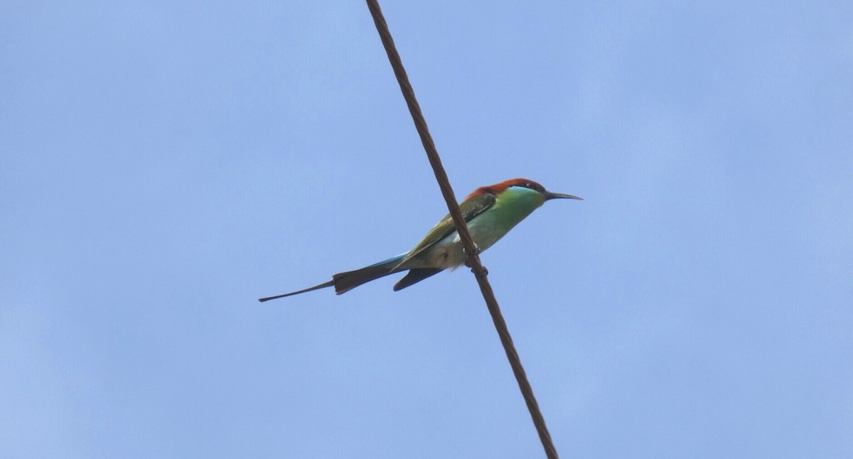 Rufous-crowned Bee-eater - Darren Noble