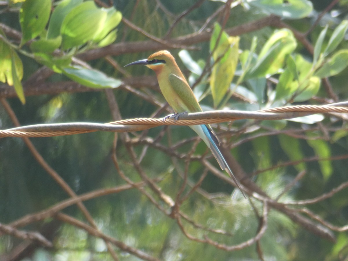 Blue-tailed Bee-eater - Darren Noble