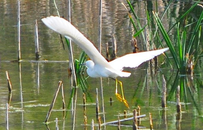 Snowy Egret - matias Ebel