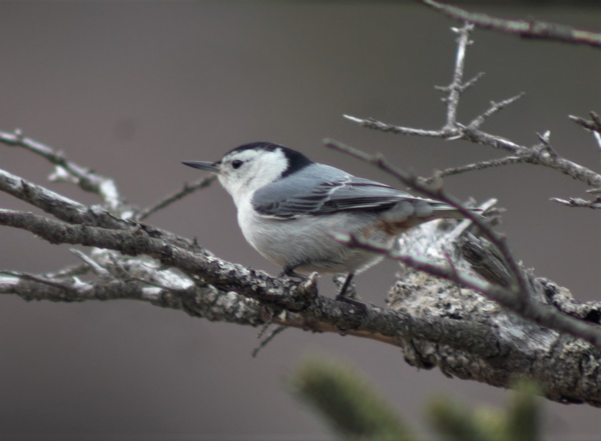 White-breasted Nuthatch - ML239076261