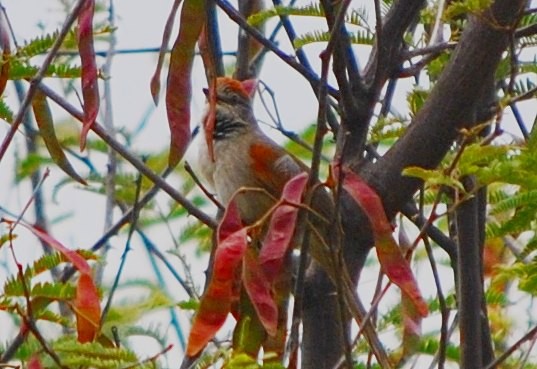 Pale-breasted Spinetail - ML239077381