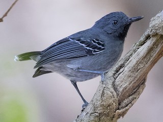  - Black-chinned Antbird