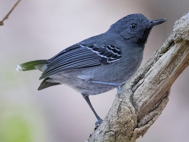 Male - Black-chinned Antbird - 