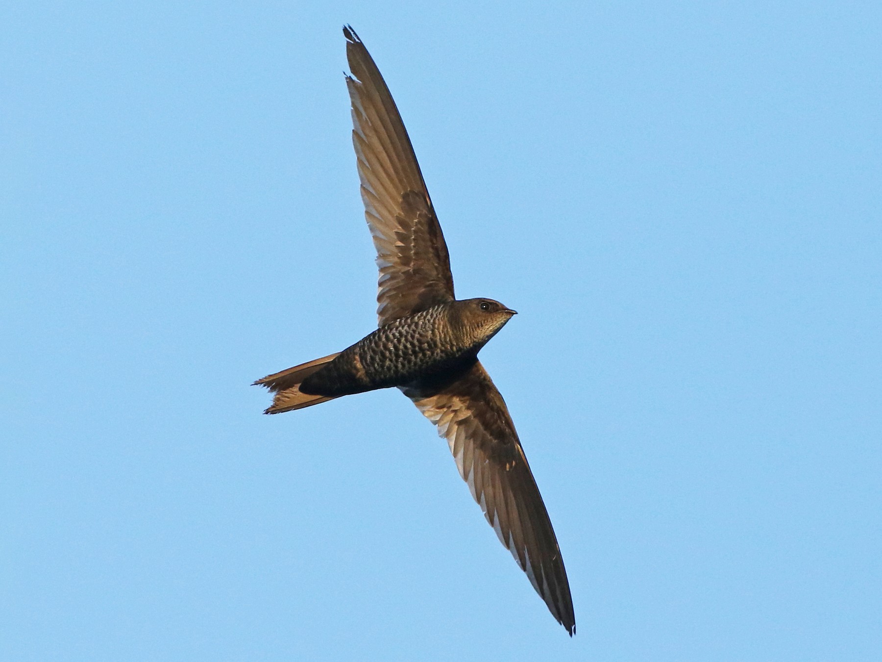 Cook's Swift - eBird