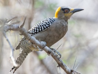  - Golden-cheeked Woodpecker
