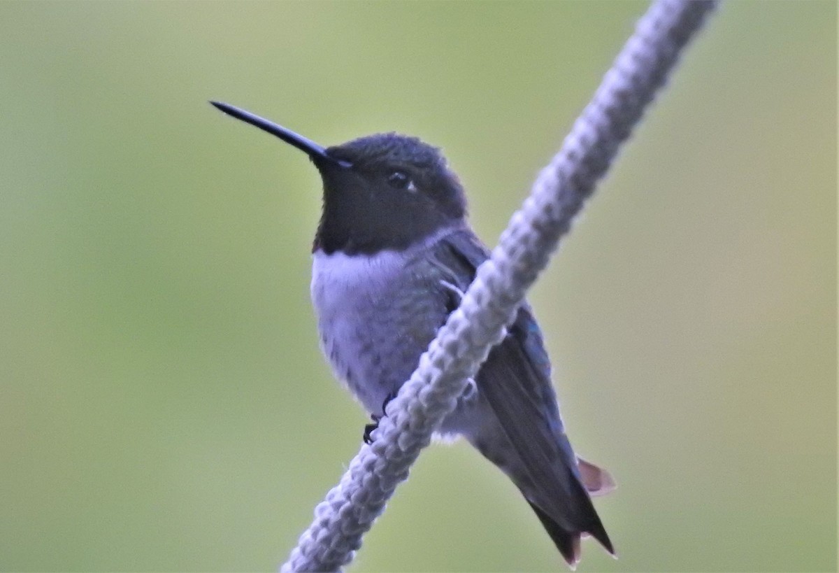 Black-chinned Hummingbird - Foster Fanning