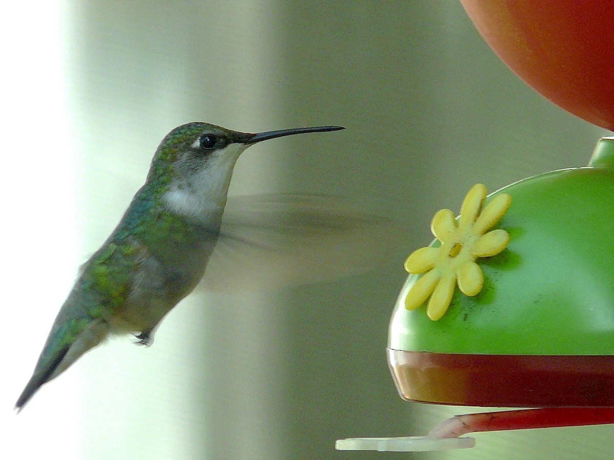 Ruby-throated Hummingbird - Amanda Relyea