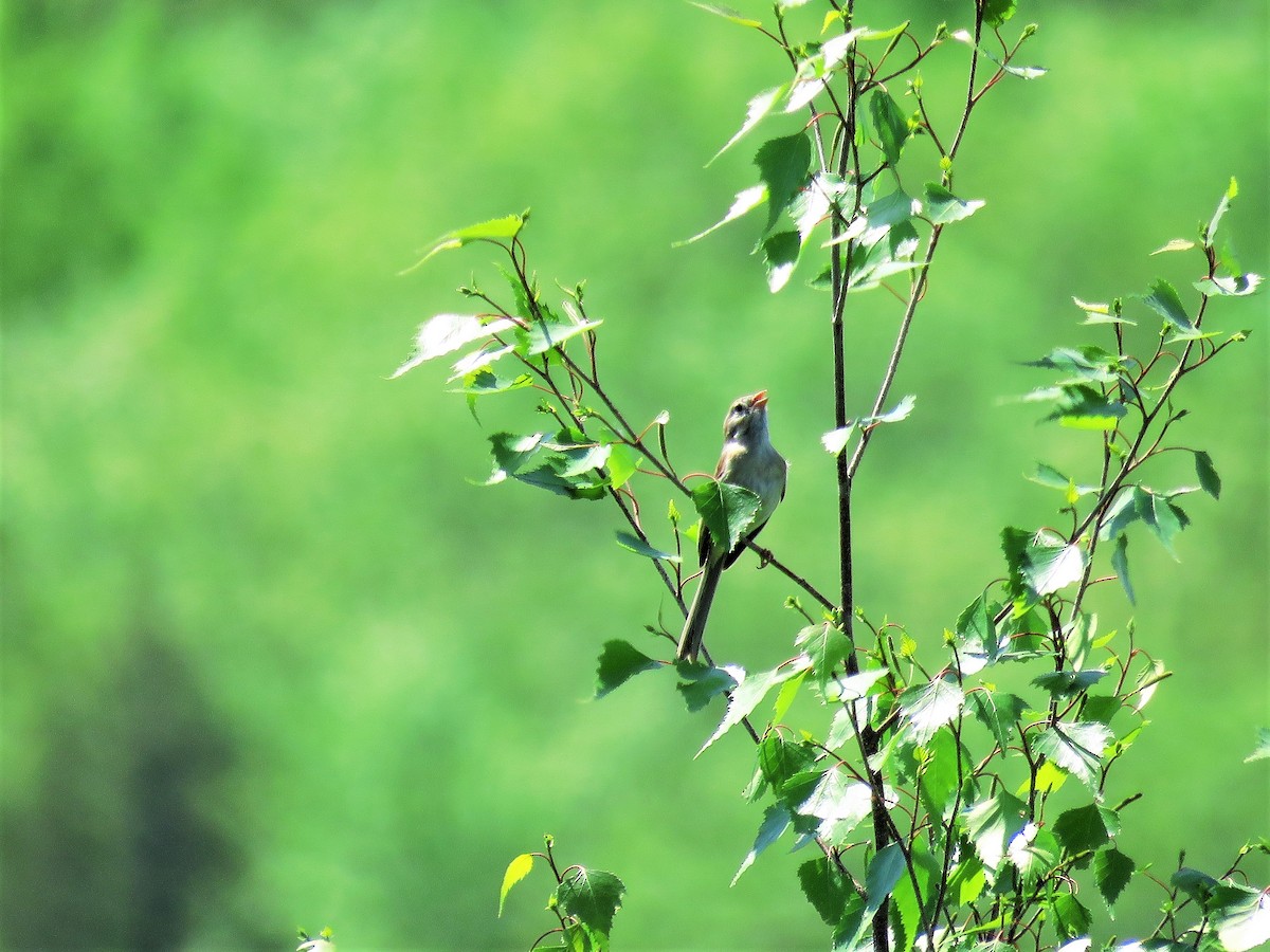 Field Sparrow - Cheryl Ring