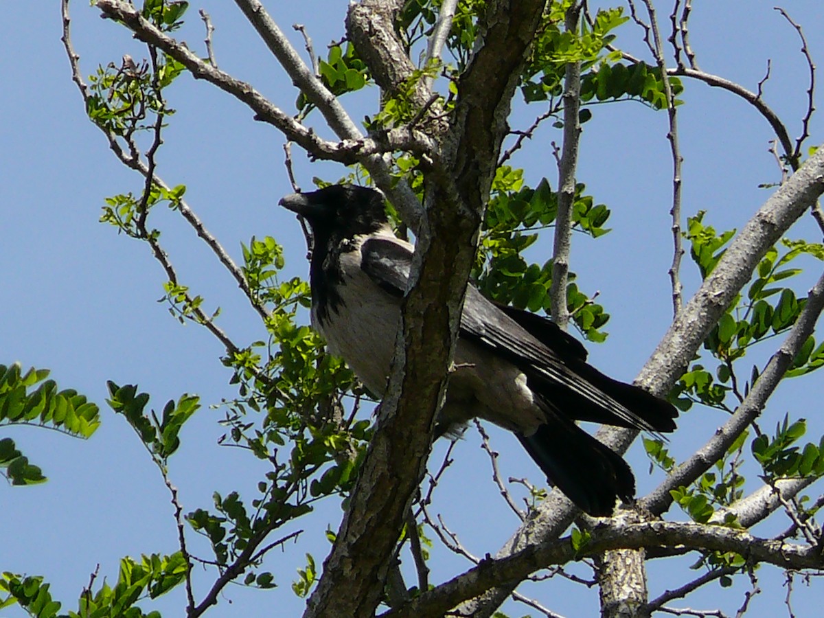 Hooded Crow - ML239095191