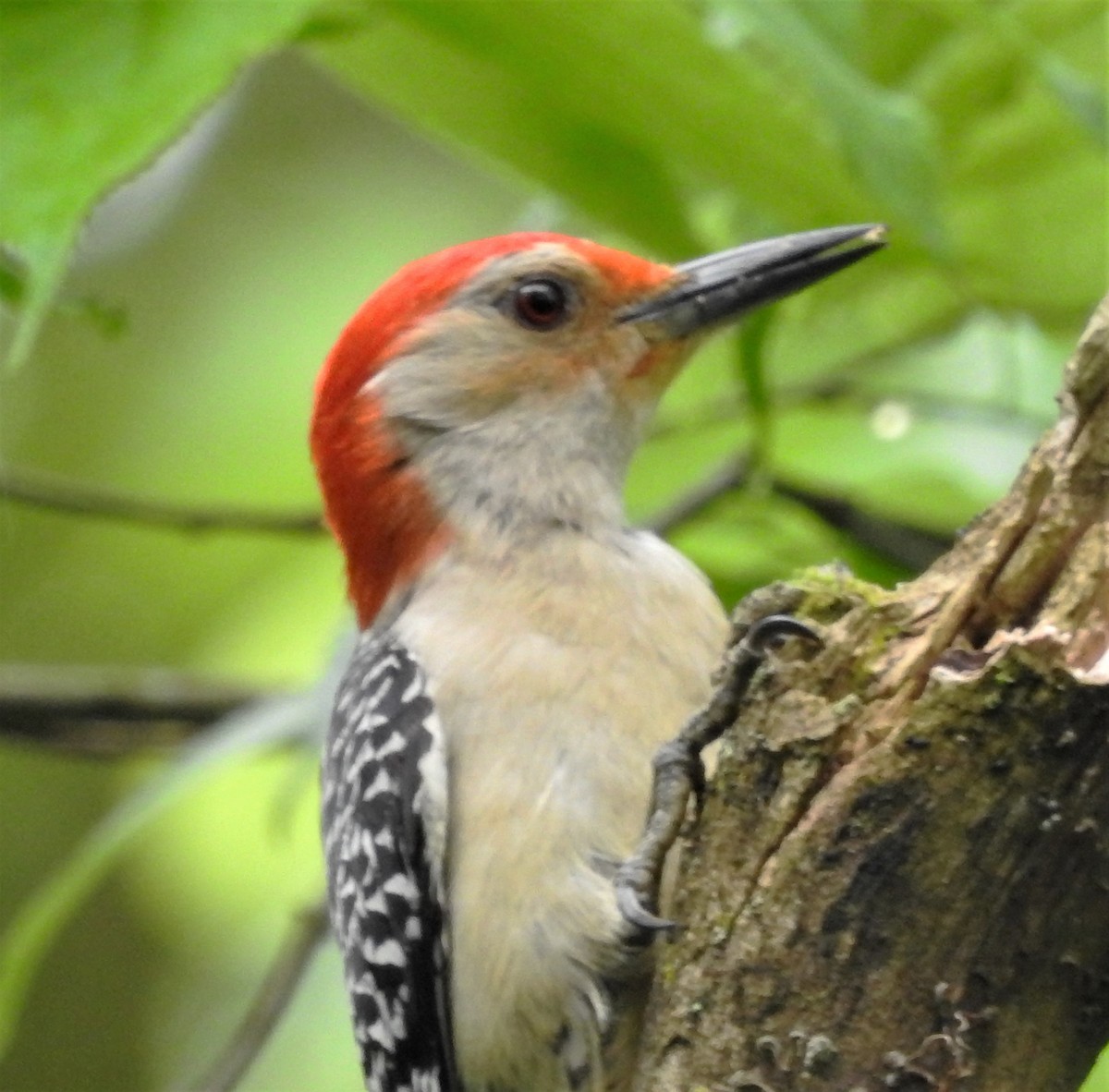 Red-bellied Woodpecker - Paul McKenzie