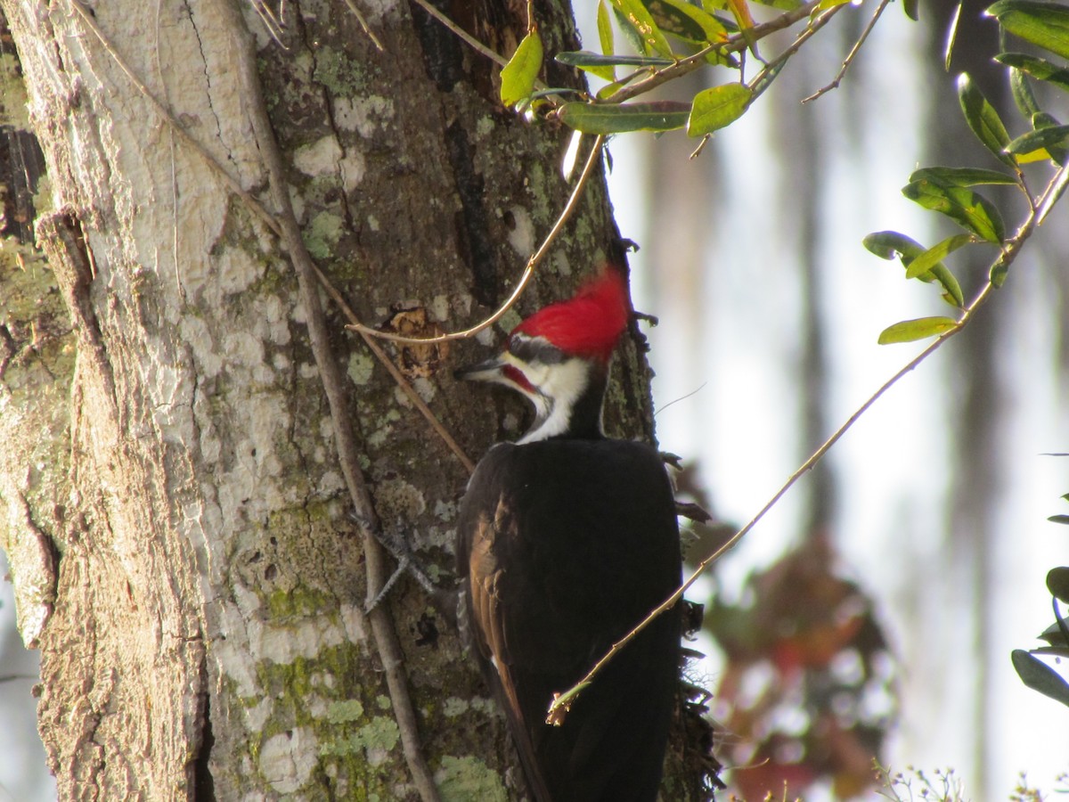 Pileated Woodpecker - ML23910161