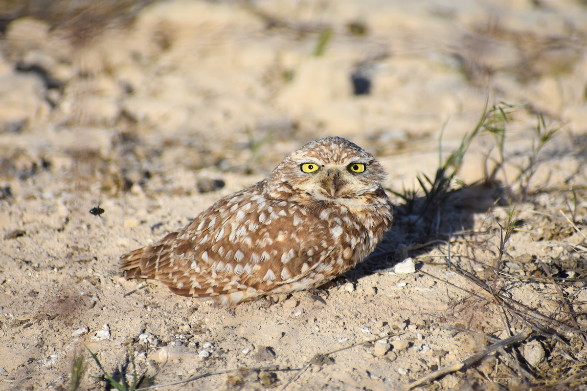 Burrowing Owl - ML239103431