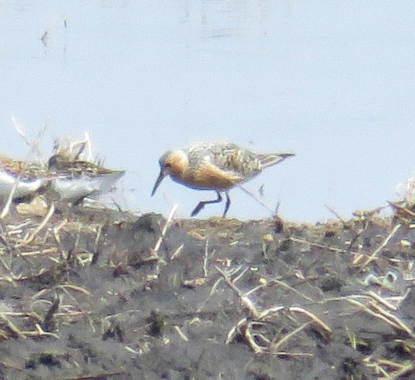 Red Knot - ML239106351