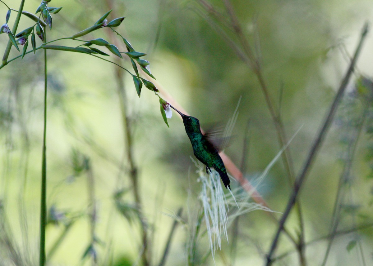 Blue-tailed Emerald - ML23910671