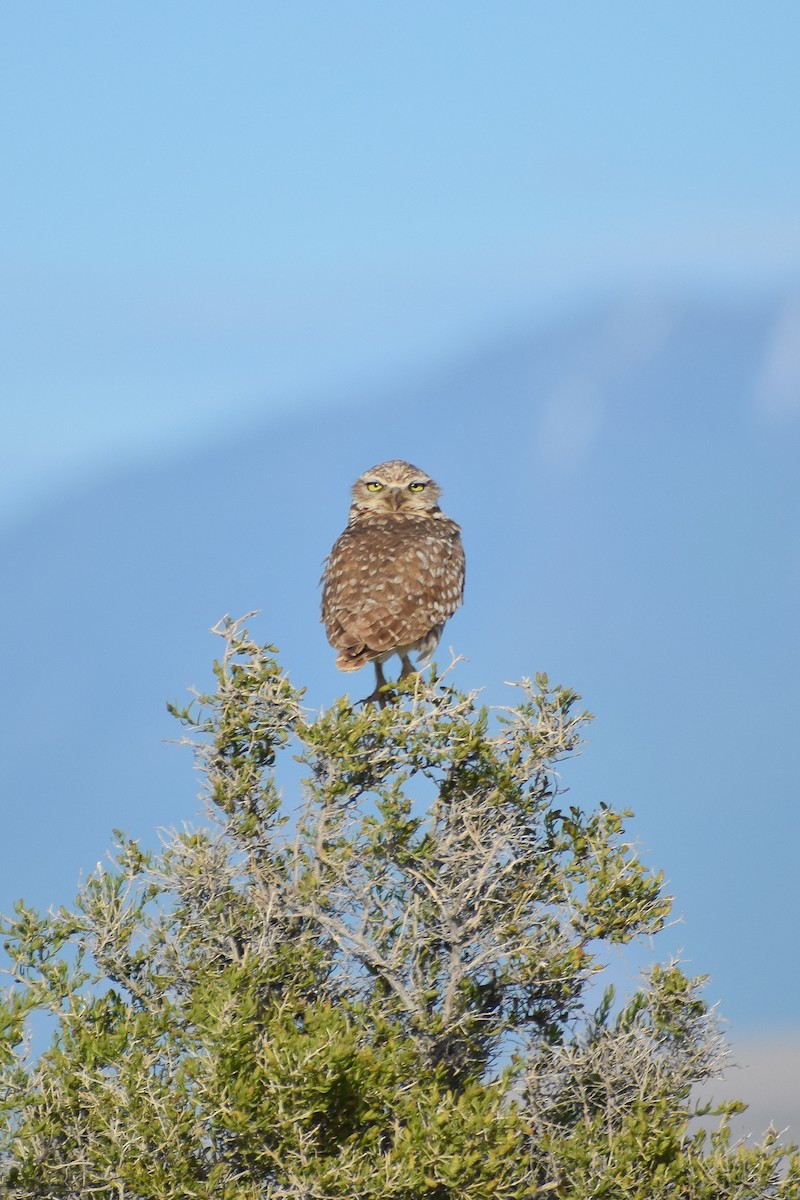Burrowing Owl - Ky Clare