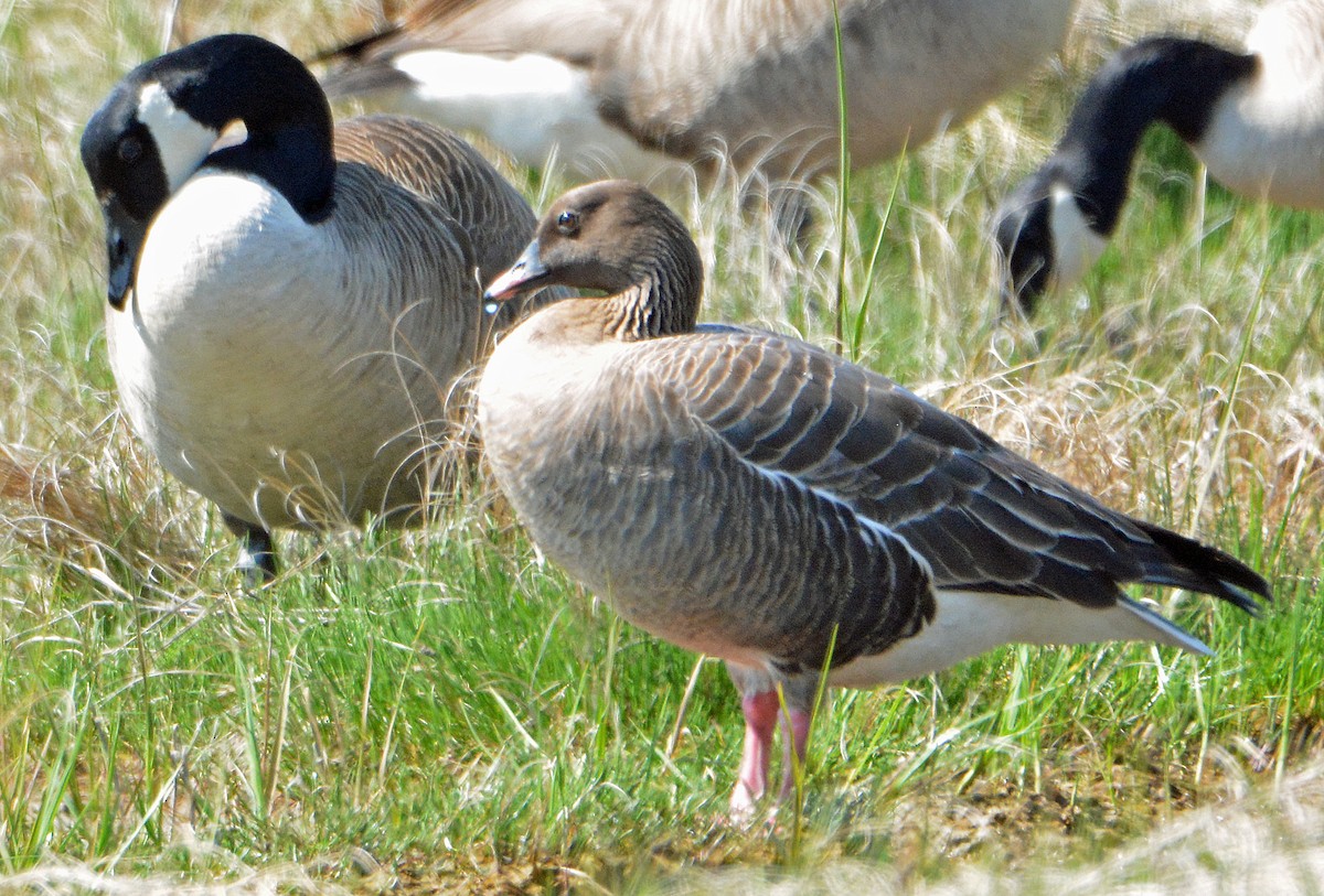 Pink-footed Goose - Michael J Good