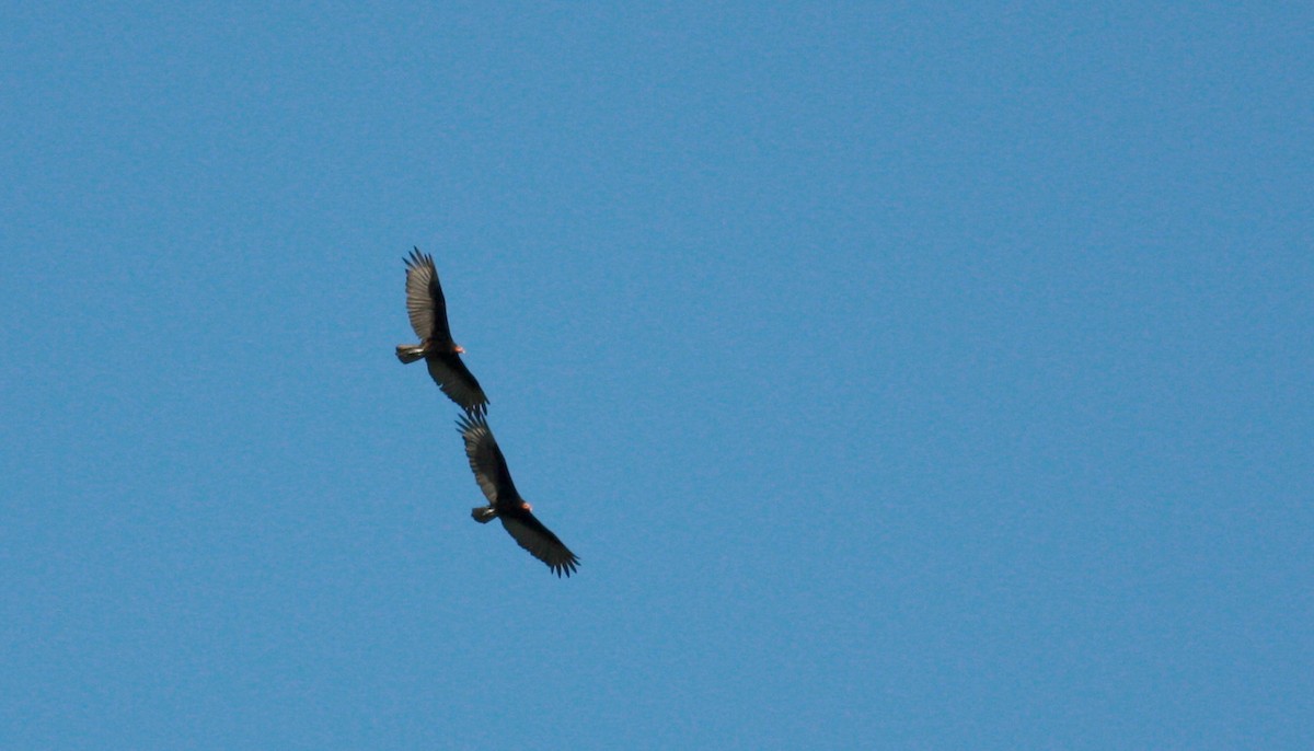 Lesser Yellow-headed Vulture - ML23910831