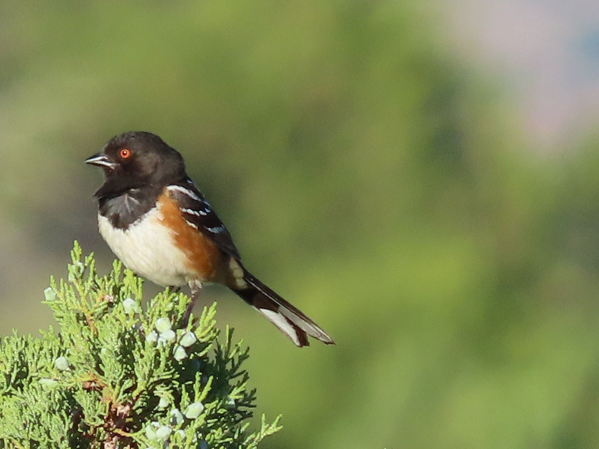 Spotted Towhee - ML239112581