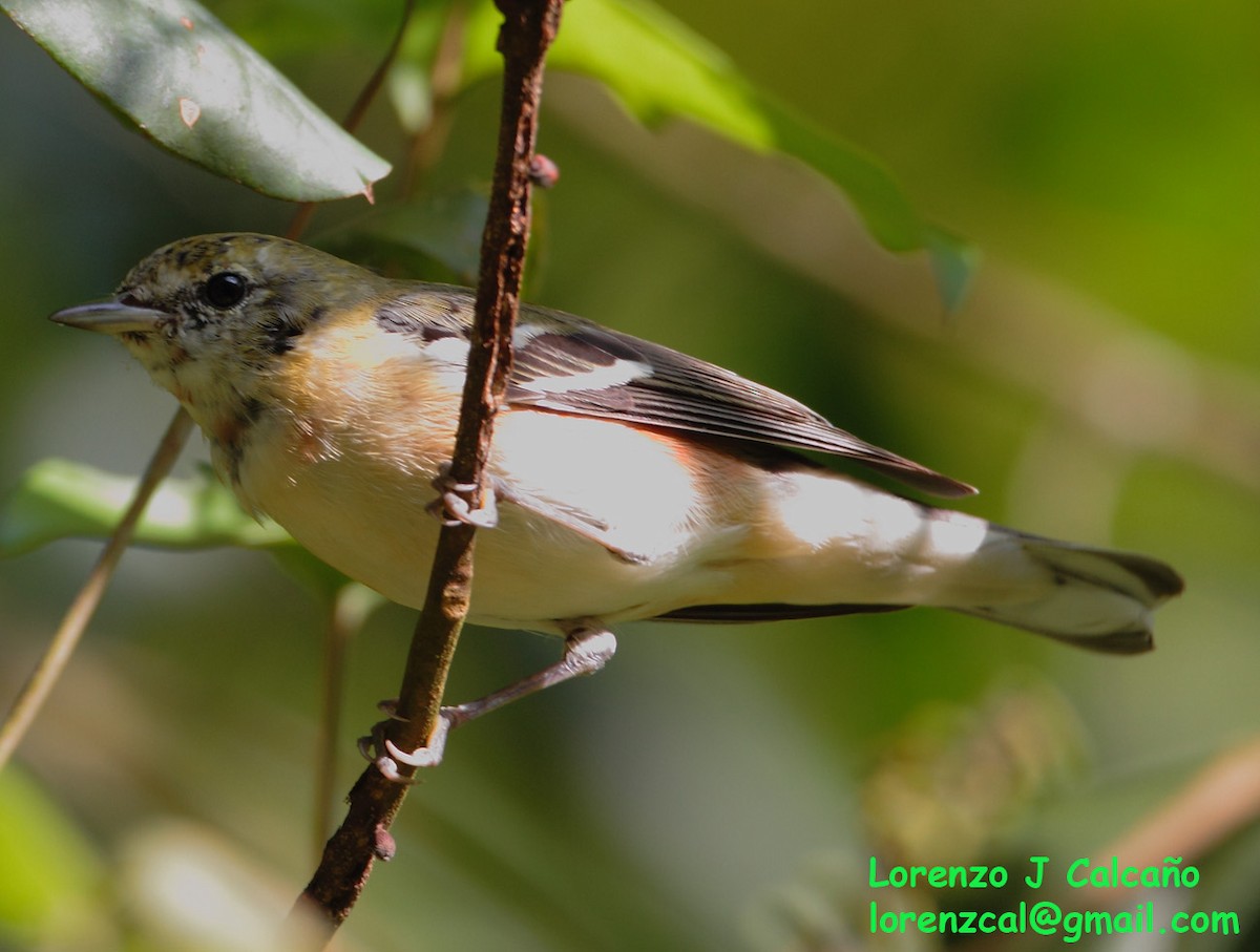 Bay-breasted Warbler - Lorenzo Calcaño