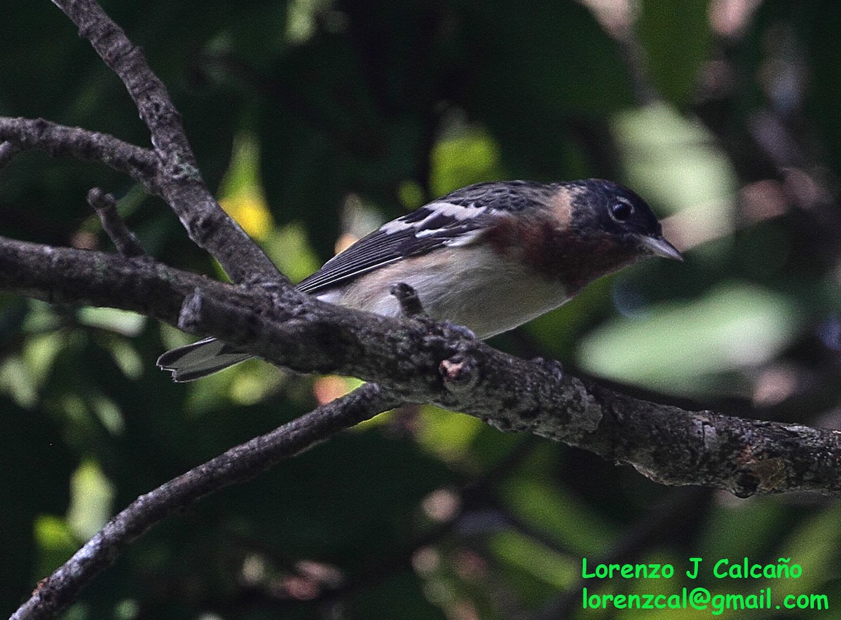 Bay-breasted Warbler - ML239114931