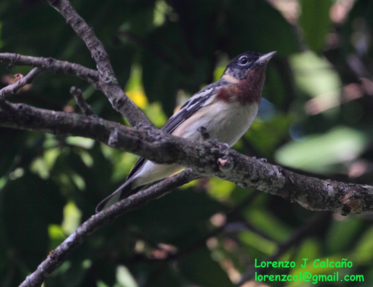 Bay-breasted Warbler - Lorenzo Calcaño