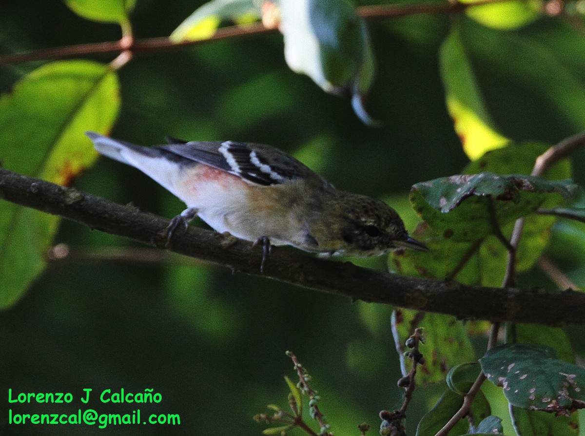 Bay-breasted Warbler - ML239115001