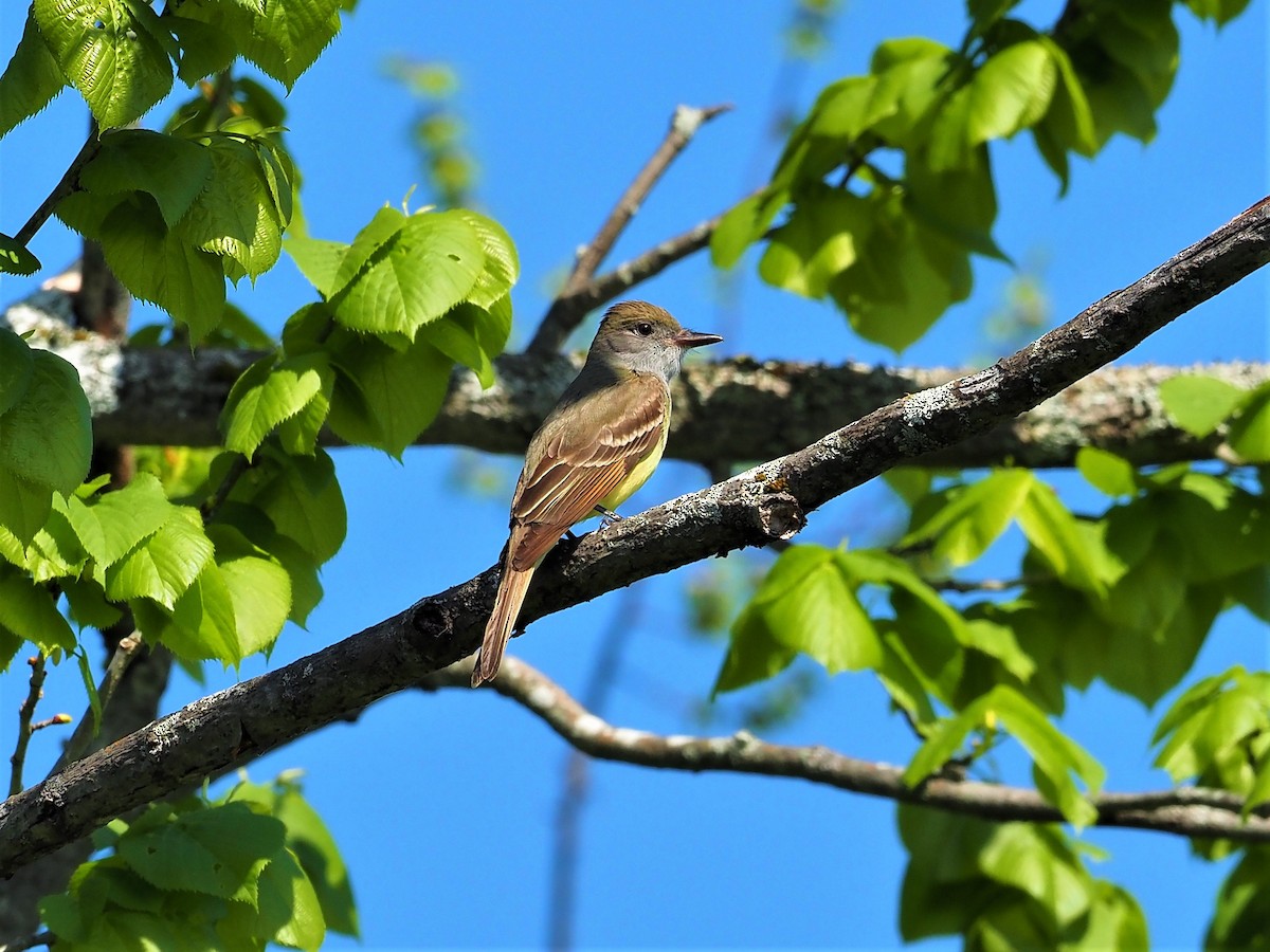 Great Crested Flycatcher - ML239115051