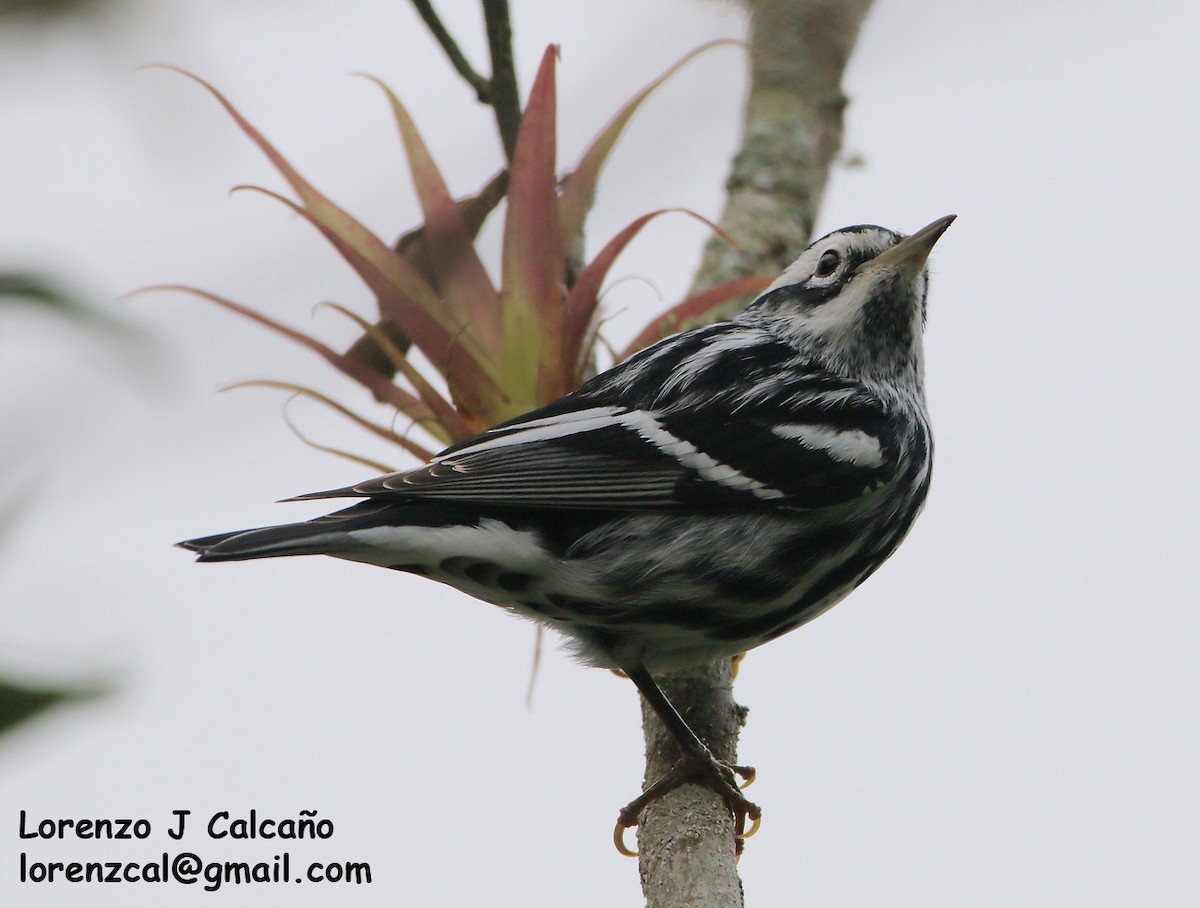 Black-and-white Warbler - ML239126411