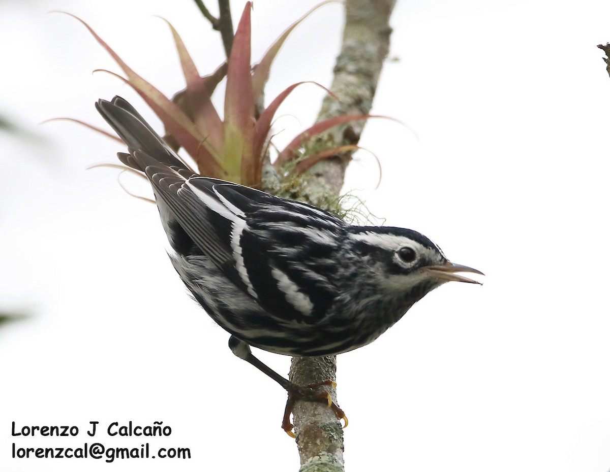 Black-and-white Warbler - ML239126441