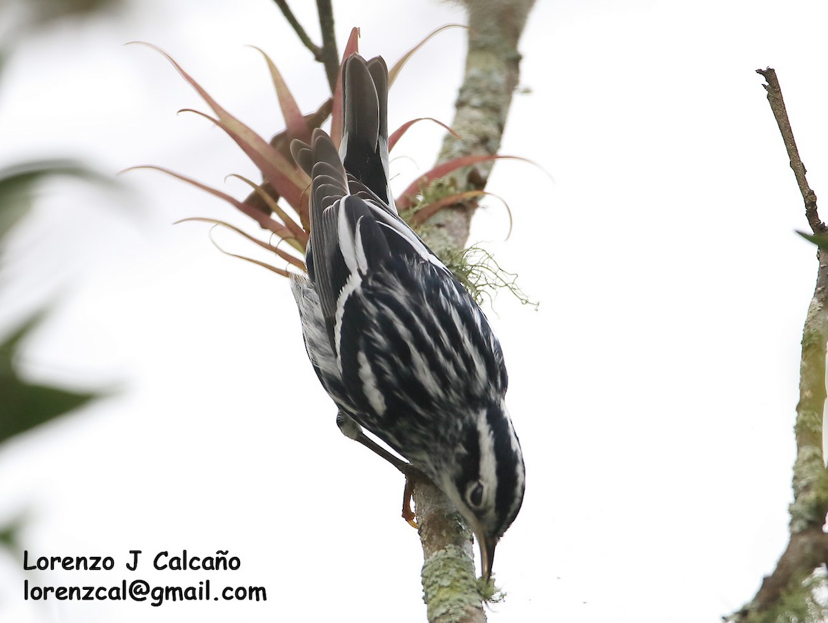 Black-and-white Warbler - ML239126491