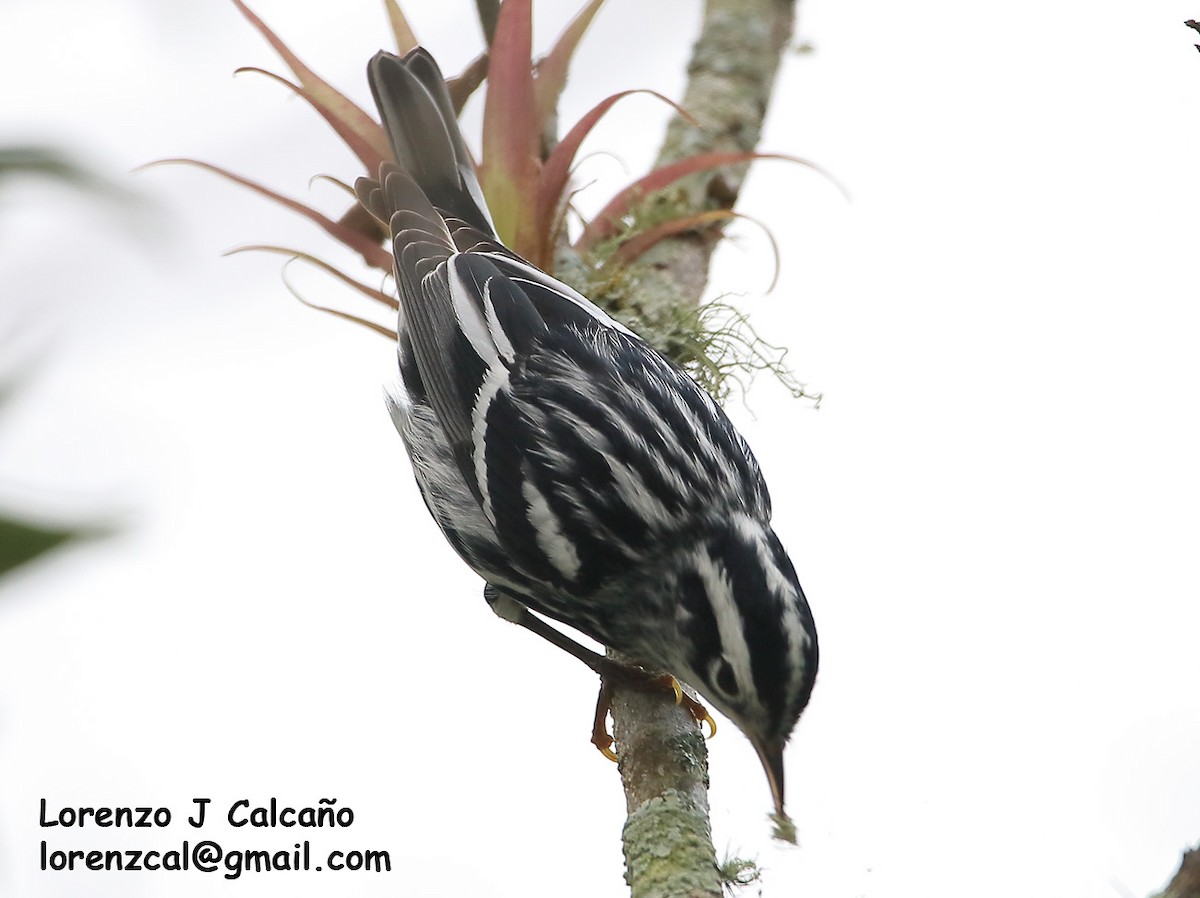 Black-and-white Warbler - ML239126521