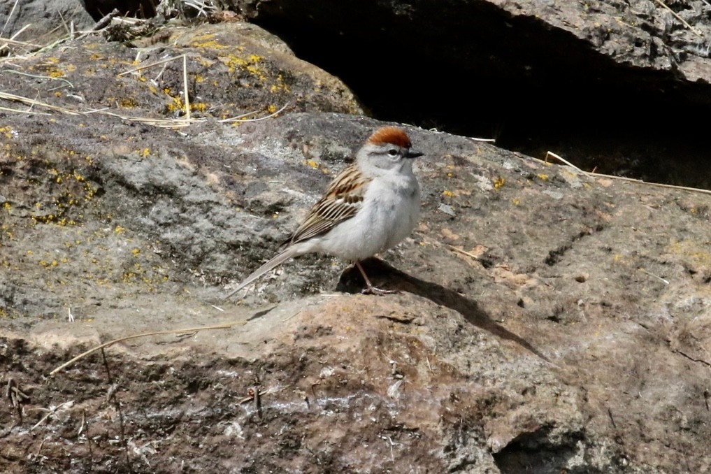 Chipping Sparrow - Brian White