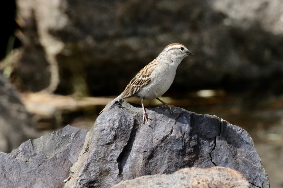 Chipping Sparrow - ML239126781
