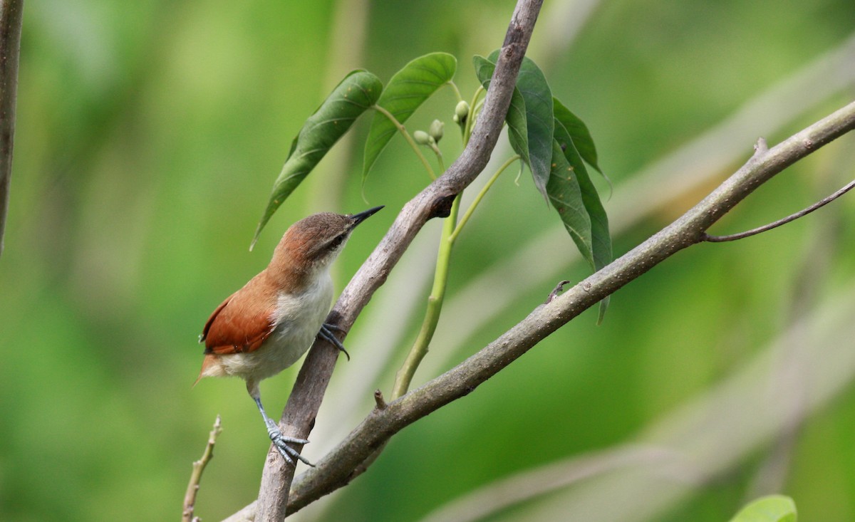 Yellow-chinned Spinetail - ML23912721