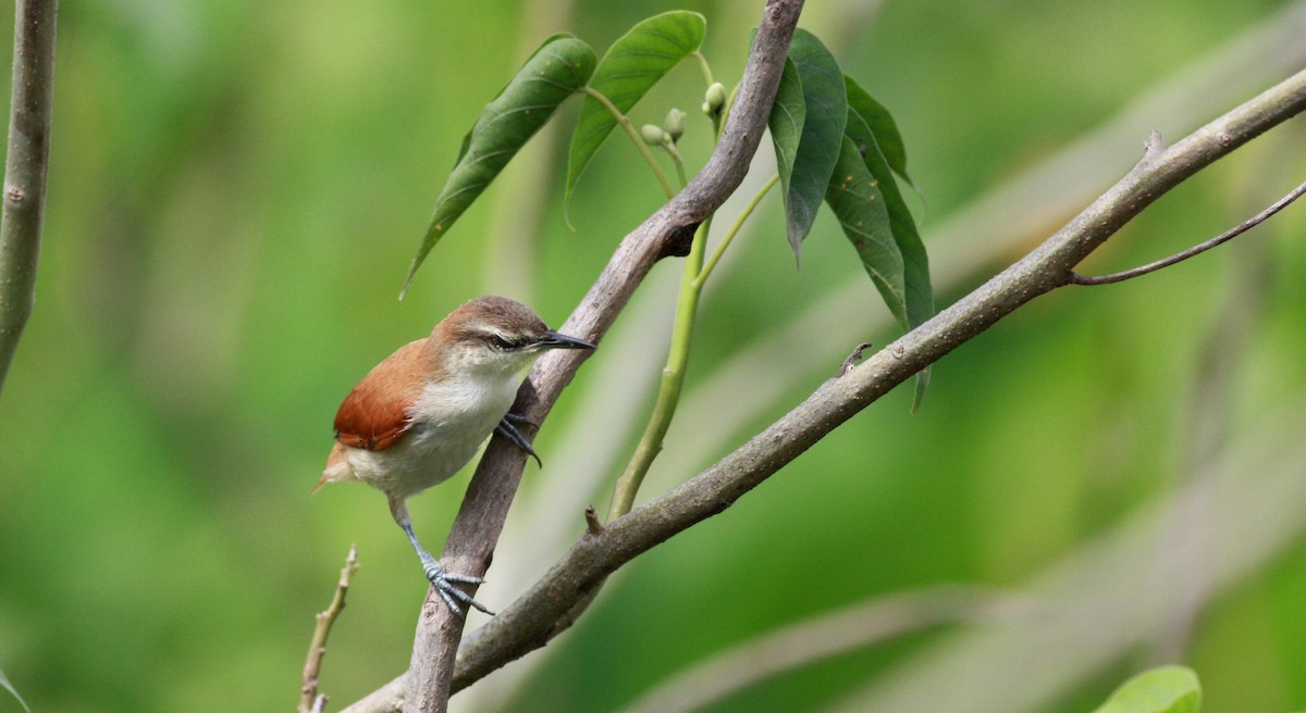 Yellow-chinned Spinetail - ML23912751